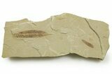 Multiple Fossil Leaf Plate - Green River Formation, Utah #368738-1